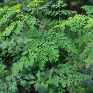 moringa liście